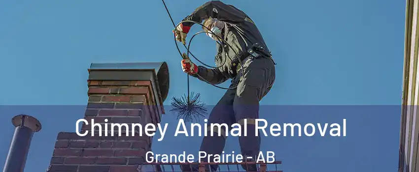 Chimney Animal Removal Grande Prairie - AB