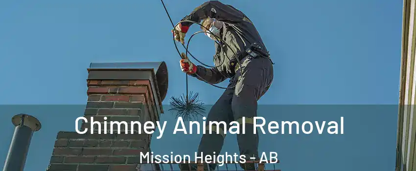 Chimney Animal Removal Mission Heights - AB