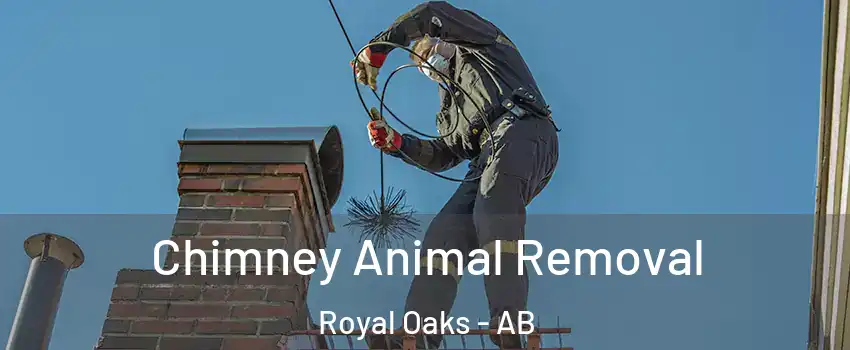  Chimney Animal Removal Royal Oaks - AB