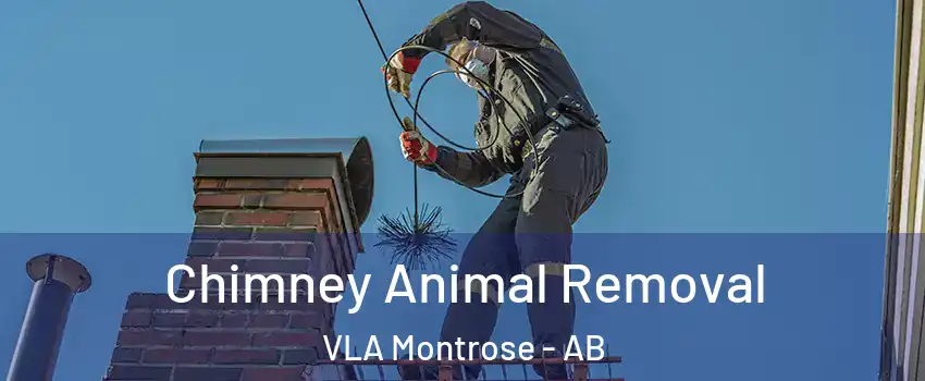  Chimney Animal Removal VLA Montrose - AB